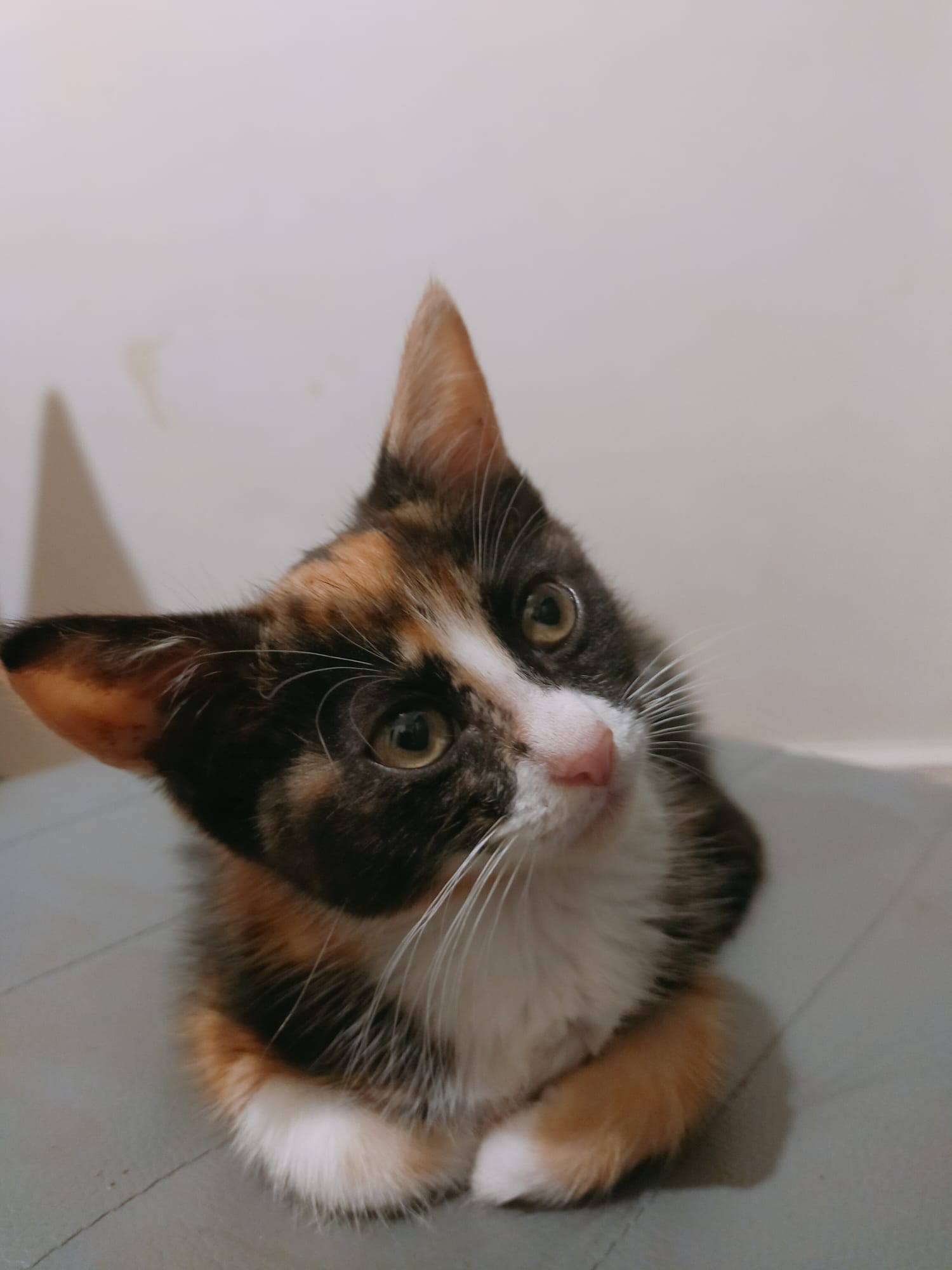 9 Week Old Kitten